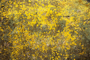 Yellow lichen on the stone. Yellow mold on a gray old rock. Natural background texture. Texture of a stone wall covered with yellow moss.