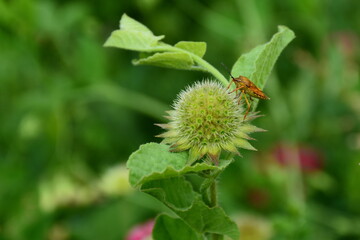 The brown bug feeds on the sap of a green plant.