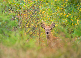 Cervus elaphus, red deer in the environment