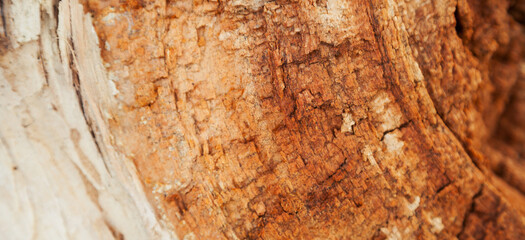 Rotten wood texture. Rotten tree close-up and its rotten fragments