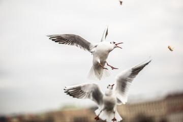 Seagulls fighting over food in the air in the city