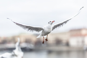 Seagull flying with wings up in urban environment