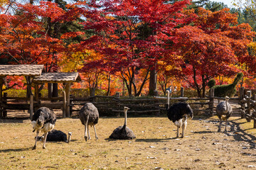 Group of ostrich sitting down at the grass field with red maple autumn tree in Nami Island,South korea