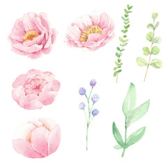 watercolor pink peony flower and green leaves elements isolated on white background © Unchalee
