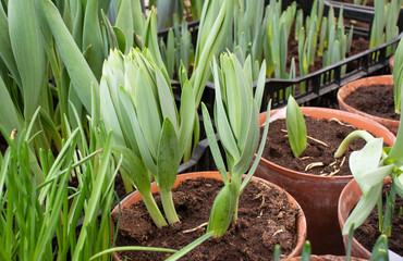 Fototapeta premium seedling of tulips in early spring