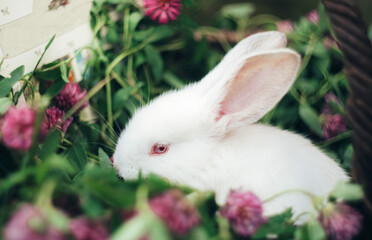 Baby rabbits. Basket with rabbit. white rabbit in a basket with clover. Rabbit in flowers. Basket with pink clover flowers