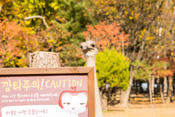 Close up image of ostrich head with long neck at the farm in Nami Island,South Korea