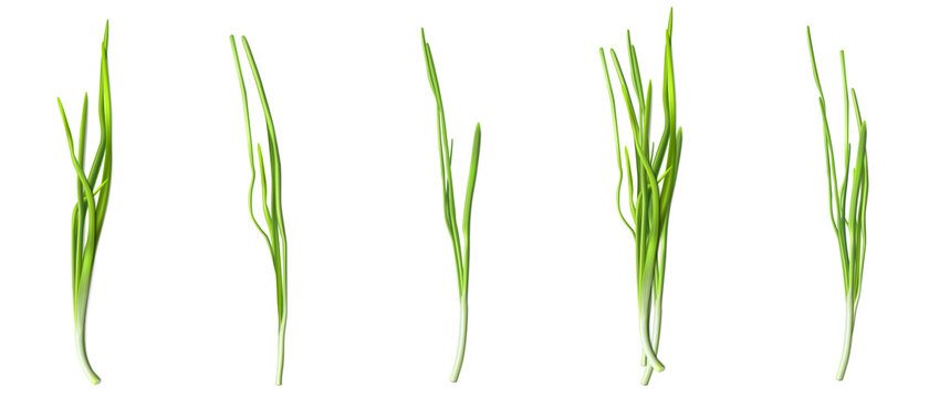 Green chive or onion leaves, fresh verdure