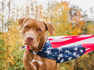 Charming, adorable puppy of brown color. Close-up, outdoor. Day light. Concept of care, education, obedience training, raising pets