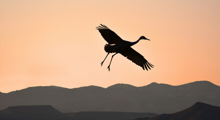 Fototapeta na wymiar silhouette of a majestic sandhill crane coming in for a landing at sunset against a mountain backdrop in bosque del apache national wildlife refuge near socorro, new mexico
