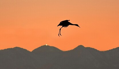 silhouette of a majestic sandhill crane coming in for landing at sunset against the mountains in bosque del apache national wildlife refuge near socorro, new mexico