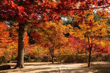 Red leaves autumn trees foliage along the street in South Korea
