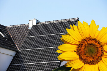Symbolbild: Solardach (Photovoltaikanlage) mit Sonnenblume im Vordergrund