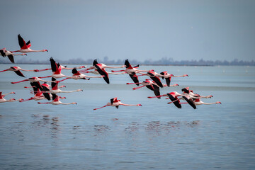 Large flock of Flamingos flying together above water © Mike Workman