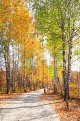 Calm fall season. Beautiful landscape with road in autumn forest