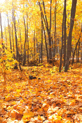 Maple tree with yellow, red and orange foliage in fall forest