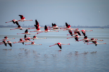 Large flock of Flamingos flying together above water