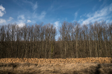 Logging in the winter. Logs are lined up.