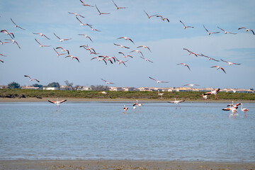 Pink flamingos congregate during mating season in Camargue the south of France