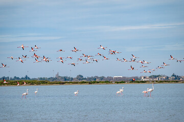 Large flock of Flamingos flying together above water