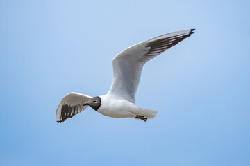 Sea bird flying above Mediterranean sea in Camargue south of France