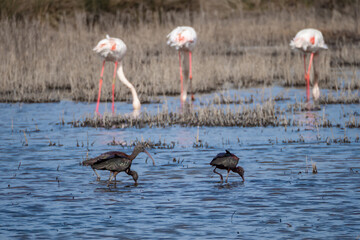 Flamingos and juvenile glossy Ibis feeding together in lagoon of south France