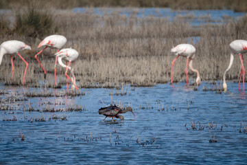 Flamingos and juvenile glossy Ibis feeding together in lagoon of south France