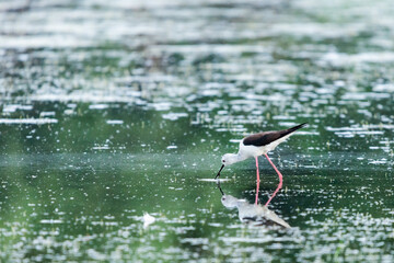 Black-winged Stilt feeding at eye level in natural pond