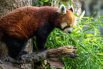 The red panda, Ailurus fulgens, also called the lesser panda.