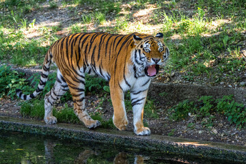 The Siberian tiger,Panthera tigris altaica in a park