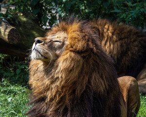 Naklejka premium The lion, Panthera leo is one of the four big cats in the genus Panthera