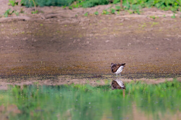 Foraging migrant Common sandpiper, Actitis hypoleucos, picking up a just caught invertebrate from muddy shore