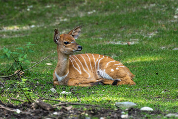 Baby Nyala Antelope - Tragelaphus angasii. Wild life animal.