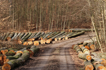 viele Baumstämme liegen nach dem Holzrücken am Waldweg