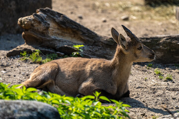 Male mountain ibex or capra ibex on a rock