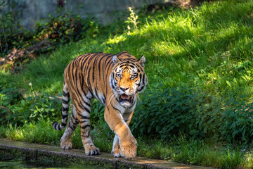 The Siberian tiger,Panthera tigris altaica in a park