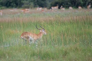 Naklejka na ściany i meble running antelope Waterbuck (Kobus ellipsiprymnus) in the african savannah namibia kruger park botswana masai mara
