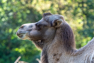 Bactrian camel, Camelus bactrianus in a german zoo