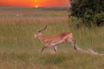 running antelope Waterbuck (Kobus ellipsiprymnus) in the african savannah namibia kruger park...