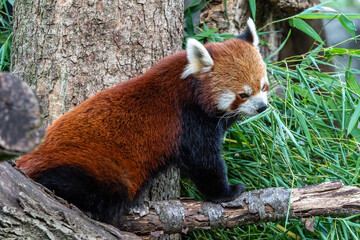 The red panda, Ailurus fulgens, also called the lesser panda.