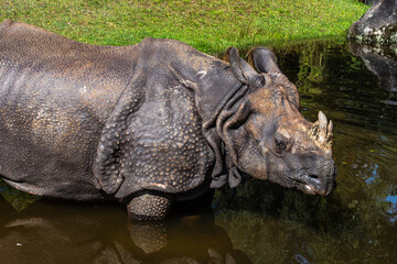 Obraz premium The Indian Rhinoceros, Rhinoceros unicornis aka Greater One-horned Rhinoceros