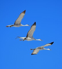  three beautiful sandhill cranes in flight on a sunny winter day in the bosque del apache national wildlife refuge near socorro, new mexico