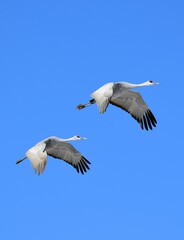 pair of beautiful sandhill cranes in flight on a sunny winter day in the bosque del apache national wildlife refuge near socorro, new mexico