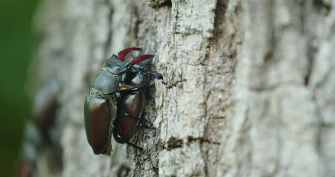 Males of the stag beetle (Lucanus cervus) fighting on a tree
