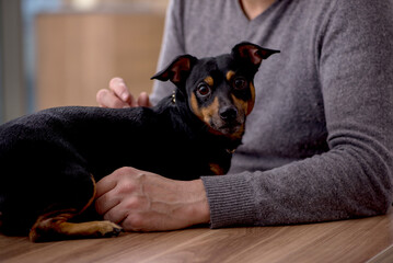 Young male doctor vet examining dog in the clinic