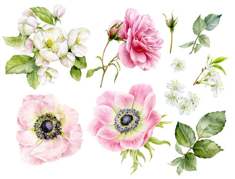 A set of beautiful delicate flowers. Watercolor illustrations of anemone flowers, rose, apple tree, cherry.