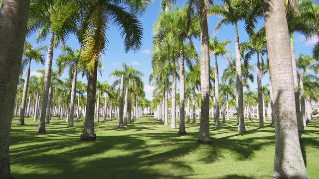 Walk through the tropical park with a plantation of coconut palms. Green grassy lawn between trees. Sunbeams on the branches of trees. Branches of palm trees against the blue sky.