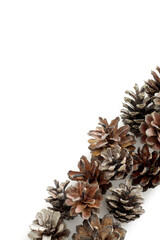 lot of dry brown pine cones on white background