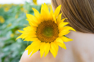 Fototapeta premium a girl with her bare back on the shoulder lies sunflower flower. Blooming sunflower field background, flower close-up.
