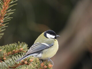Obraz premium big tit sitting on a branch 